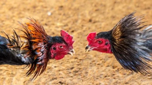 Cách Làm Xích Nuôi Gà Đá: Bí Quyết Để Giúp Gà Khoẻ Mạnh